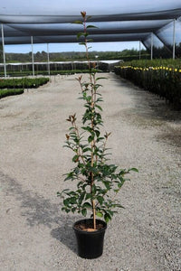 Camellia Betty Ridley (Camellia japonica) - Ladybird Nursery