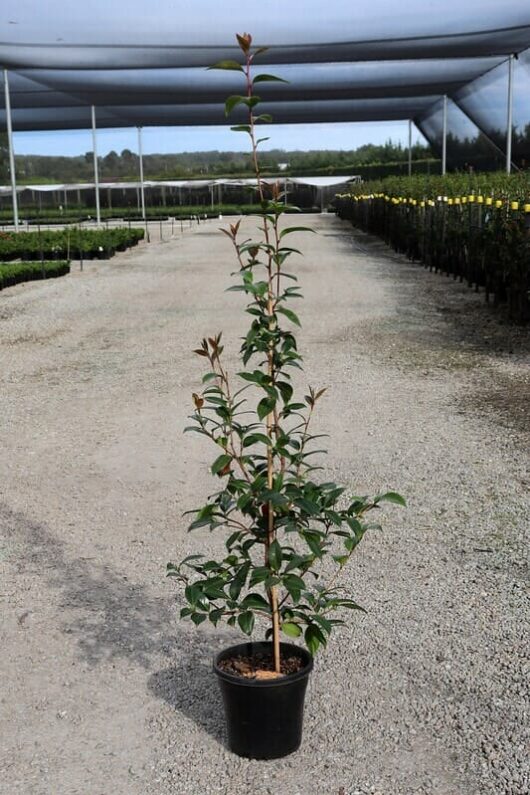 Camellia Betty Ridley (Camellia japonica) - Ladybird Nursery