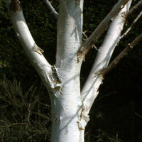 Snow White Birch (Betula Snow)