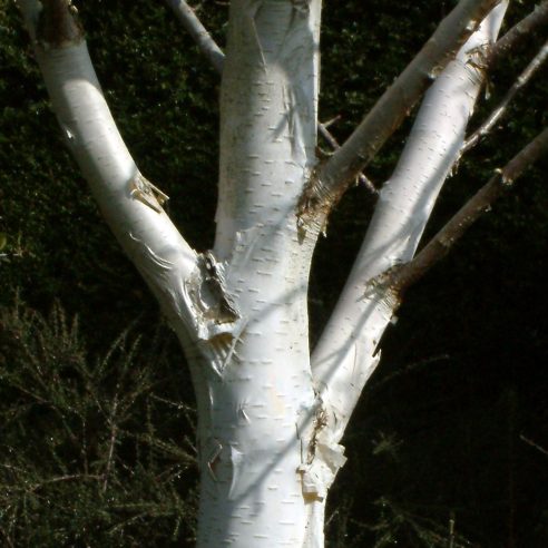 Snow White Birch (Betula Snow)