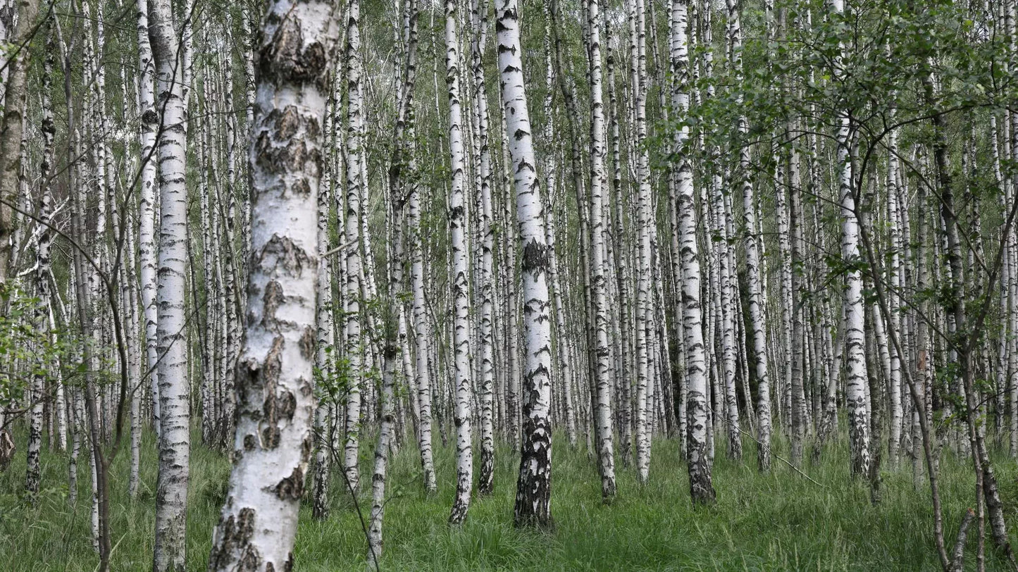 Silver Birch (Betula pendula)