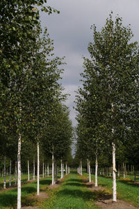 Himalayan Birch Jacquemontii (Betula utilis) - Ladybird Nursery