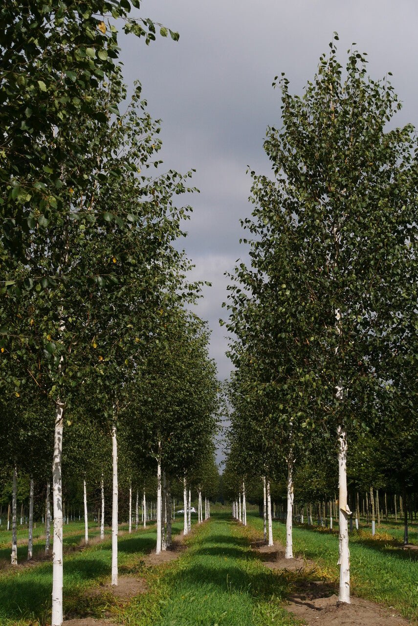 Himalayan Birch Jacquemontii (Betula utilis) - Ladybird Nursery