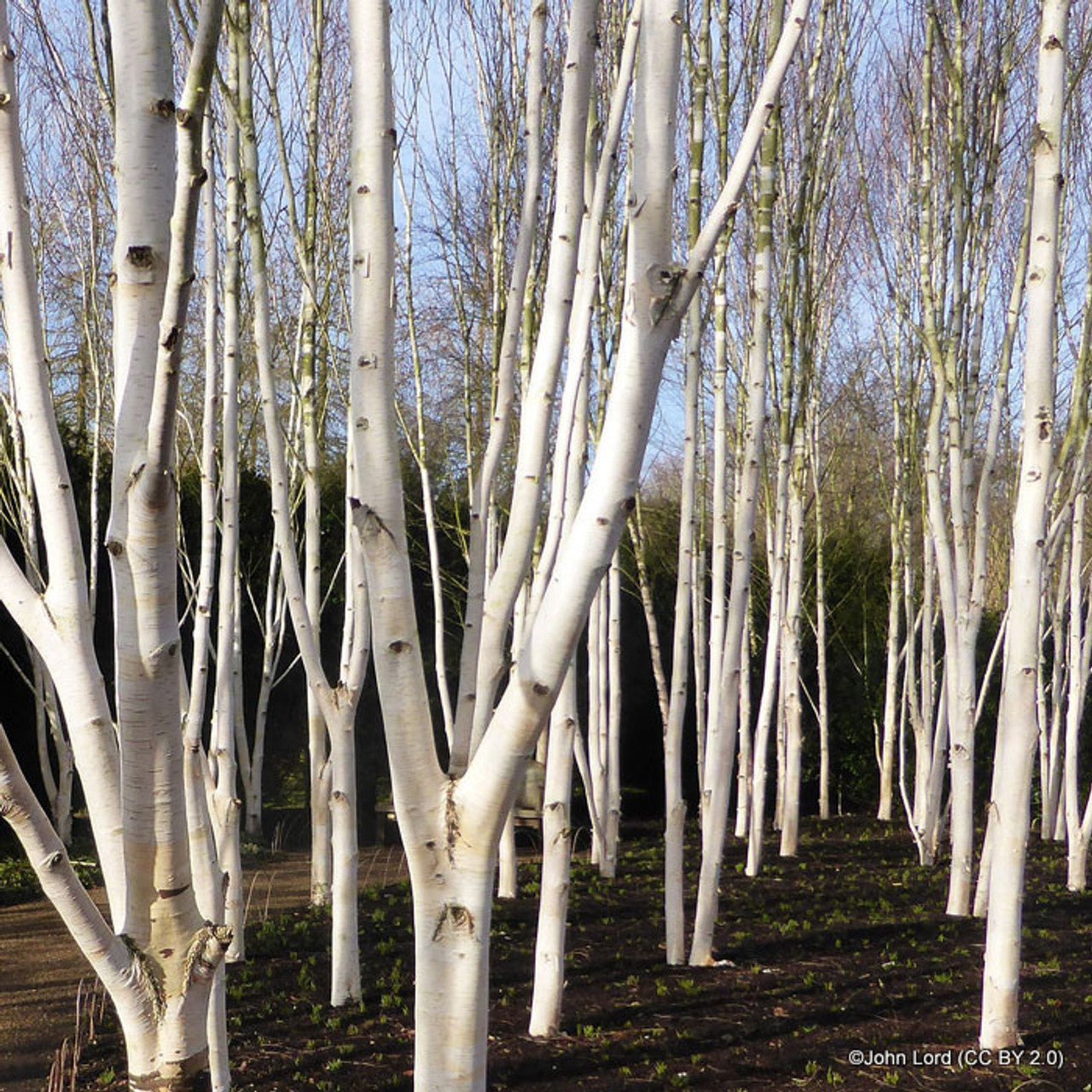 Snow White Birch (Betula Snow) - Ladybird Nursery