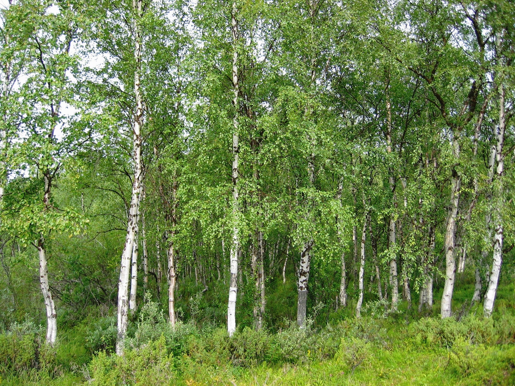 Silver Birch (Betula pendula)