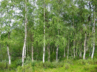 Silver Birch (Betula pendula) - Ladybird Nursery