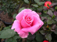 Rose 'Bewitched' (Rosa) - Ladybird Nursery