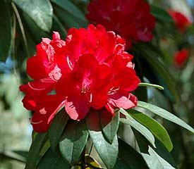 Rhododendron Bibiani - Ladybird Nursery