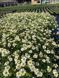 Bidens 'White Spell'
