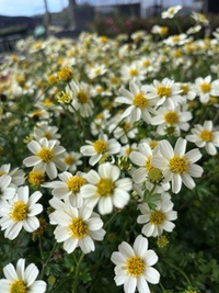 Bidens 'White Spell'
