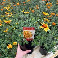 Bidens ferulifolia 'Bidy Boom Red Eye' - Ladybird Nursery