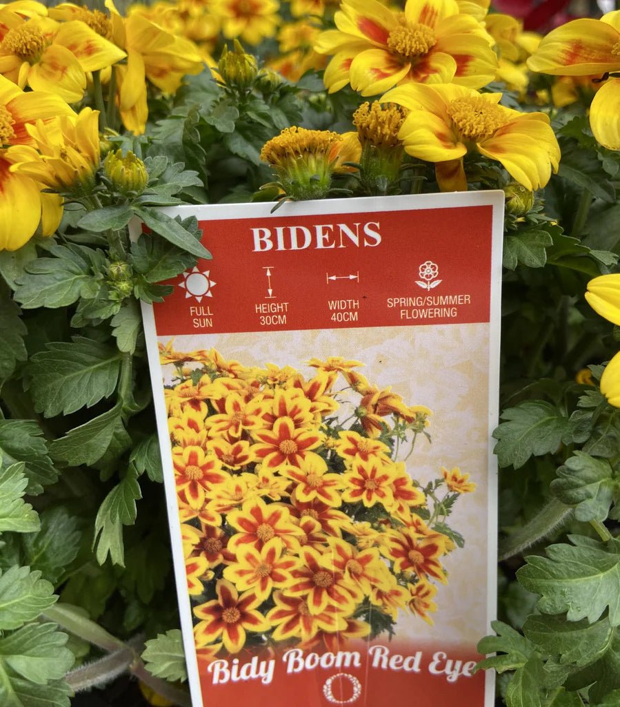 Bidens ferulifolia 'Bidy Boom Red Eye' - Ladybird Nursery