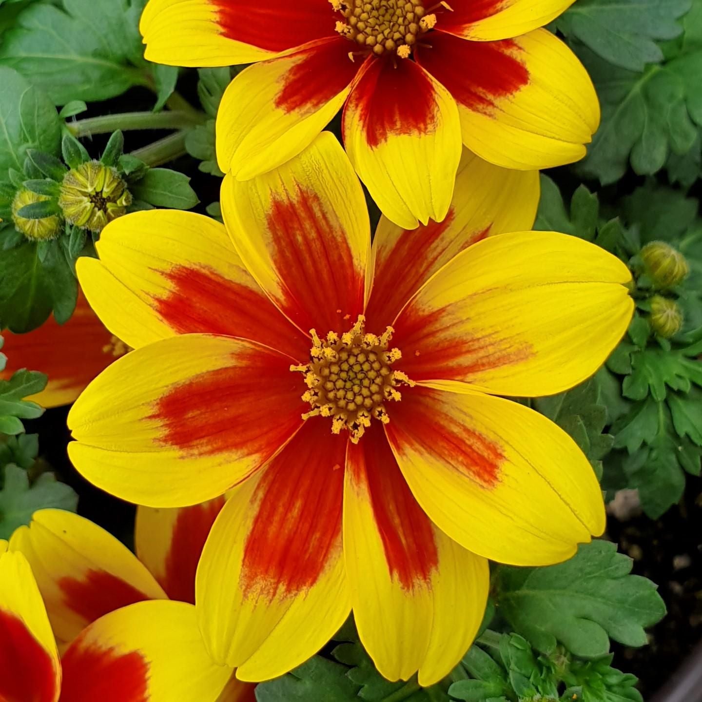 Bidens ferulifolia 'Bidy Boom Red Eye' - Ladybird Nursery