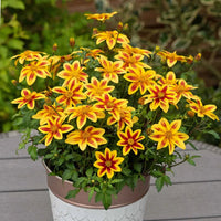 Bidens ferulifolia 'Bidy Boom Red Eye' - Ladybird Nursery