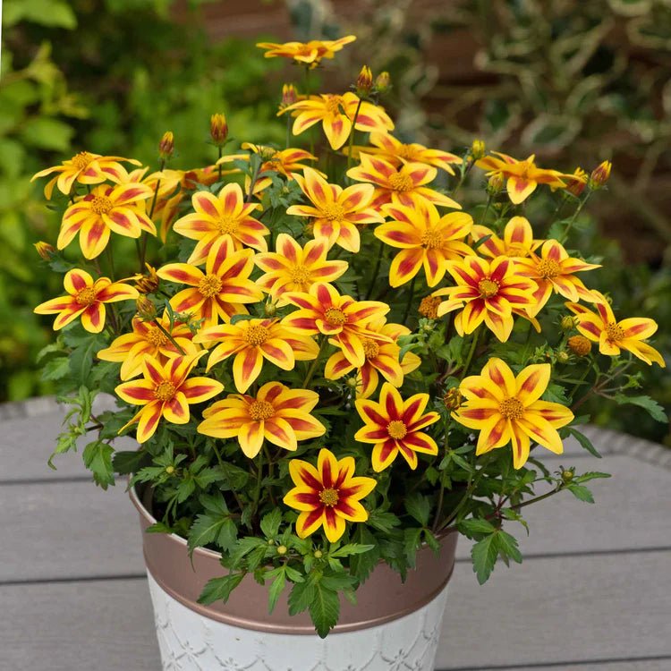 Bidens ferulifolia 'Bidy Boom Red Eye' - Ladybird Nursery