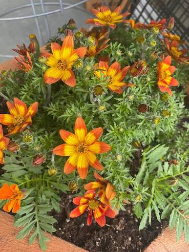 Bidens 'Blazing Embers' - Ladybird Nursery