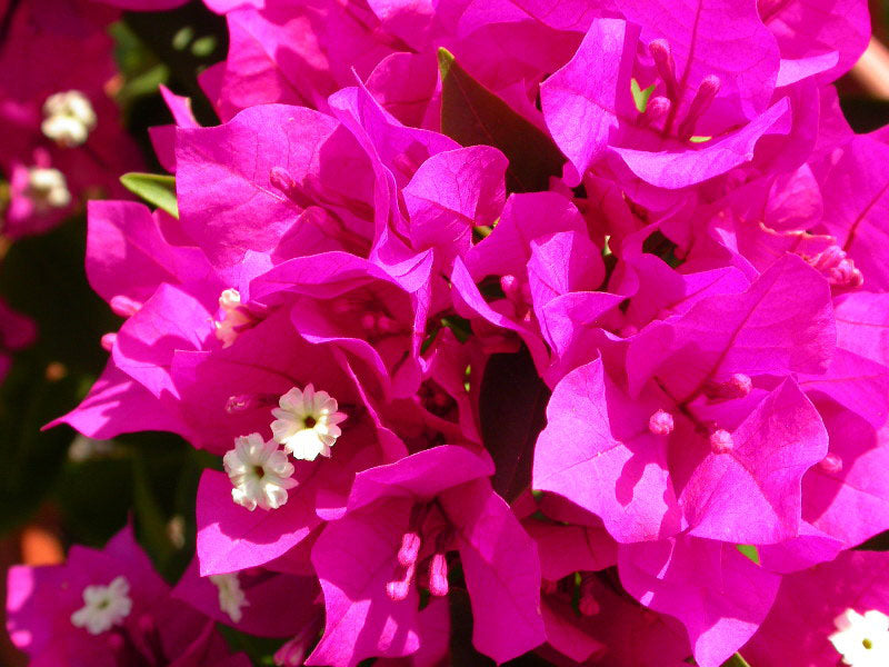 Bougainvillea Miami Pink (Bougainvillea glabra)