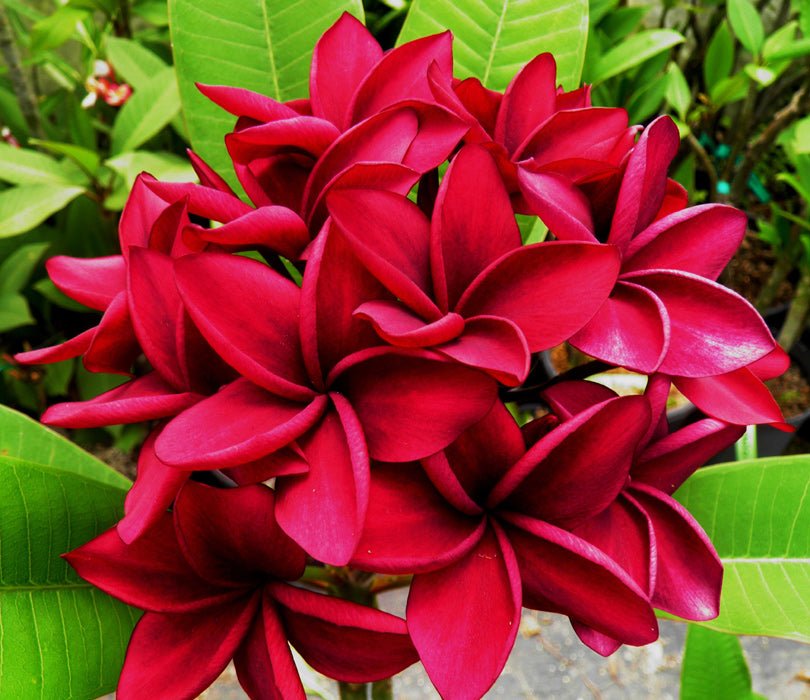 Frangipani Aloha Big Blood Red (Plumeria) - Ladybird Nursery