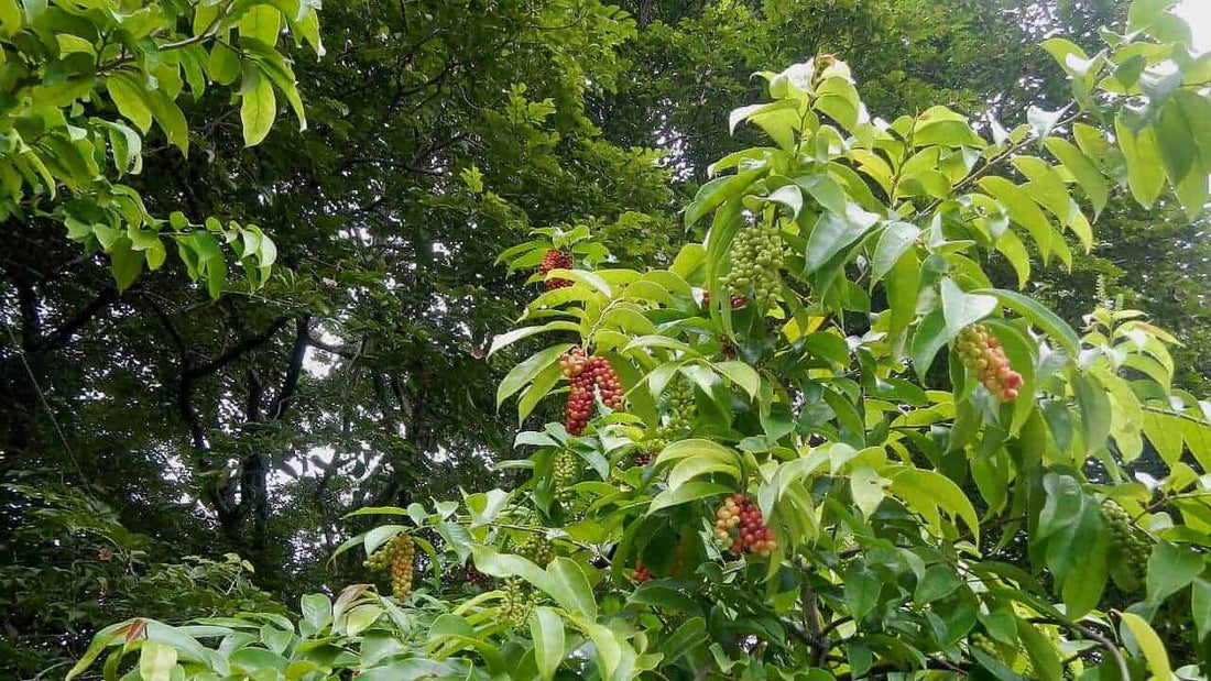 Bignay (Antidesma bunius) - Ladybird Nursery
