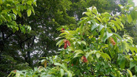 Bignay (Antidesma bunius) - Ladybird Nursery