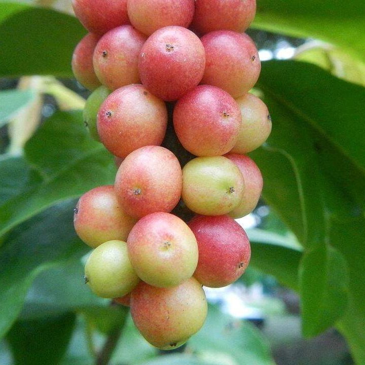 Bignay (Antidesma bunius) - Ladybird Nursery