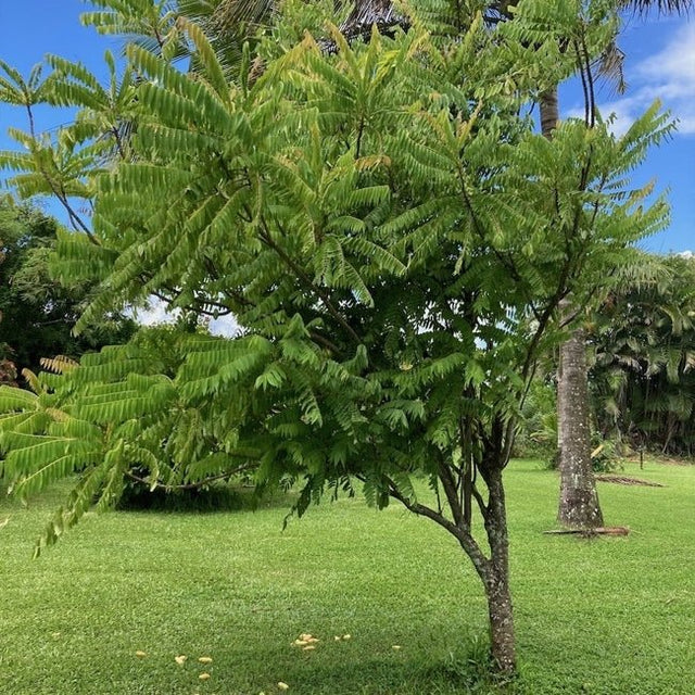 Bilimbi Fruit Tree – Buy Now! – Ladybird Nursery