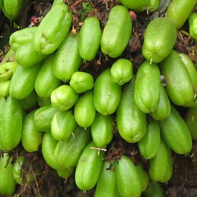 Bilimbi