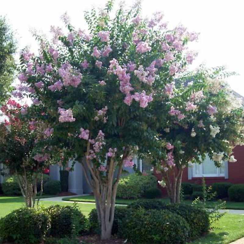 Crepe Myrtle Biloxi (Lagerstroemia) - Ladybird Nursery