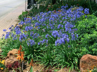 Agapanthus hybrid BINGO BLUE™ Tissue culture - Ladybird Nursery