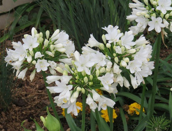 Agapanthus hybrid BINGO WHITE™ - Ladybird Nursery