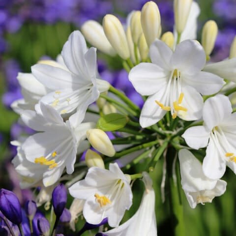 Agapanthus hybrid BINGO WHITE™ - Ladybird Nursery