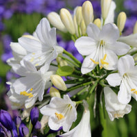 Agapanthus hybrid BINGO WHITE™