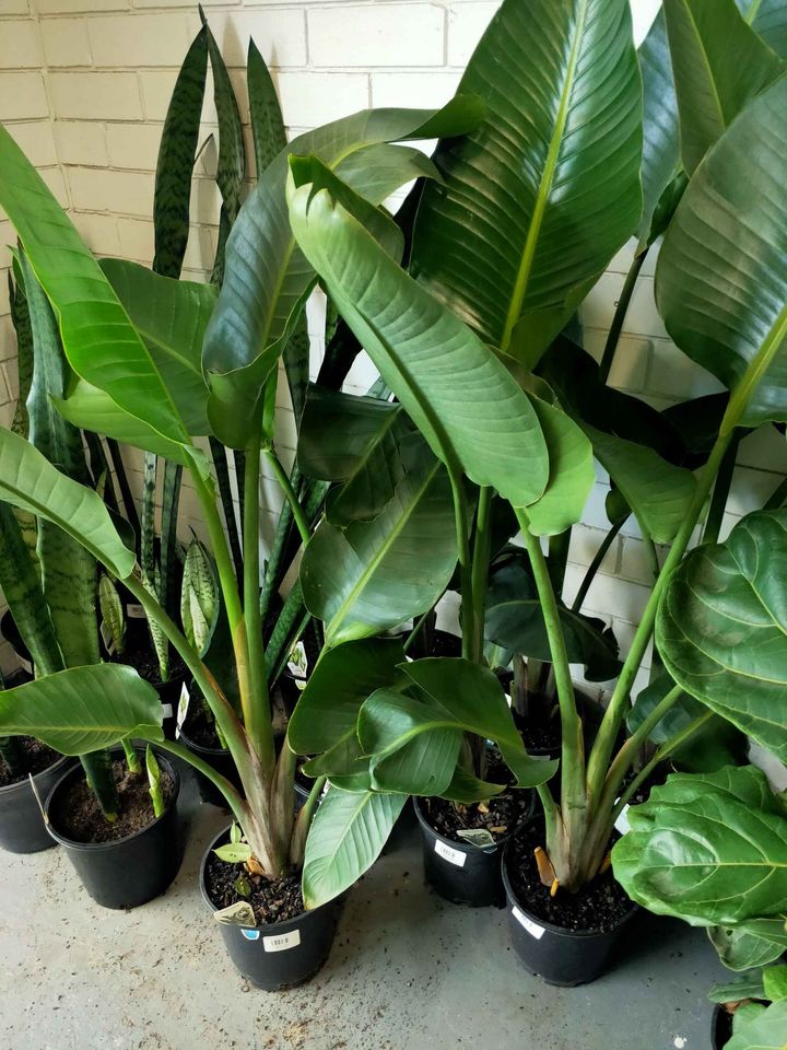 Bird of Paradise (Strelitzia nicolai) - Medium