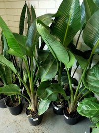Bird of Paradise (Strelitzia nicolai) - Medium