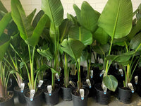 Bird of Paradise (Strelitzia nicolai) - Medium