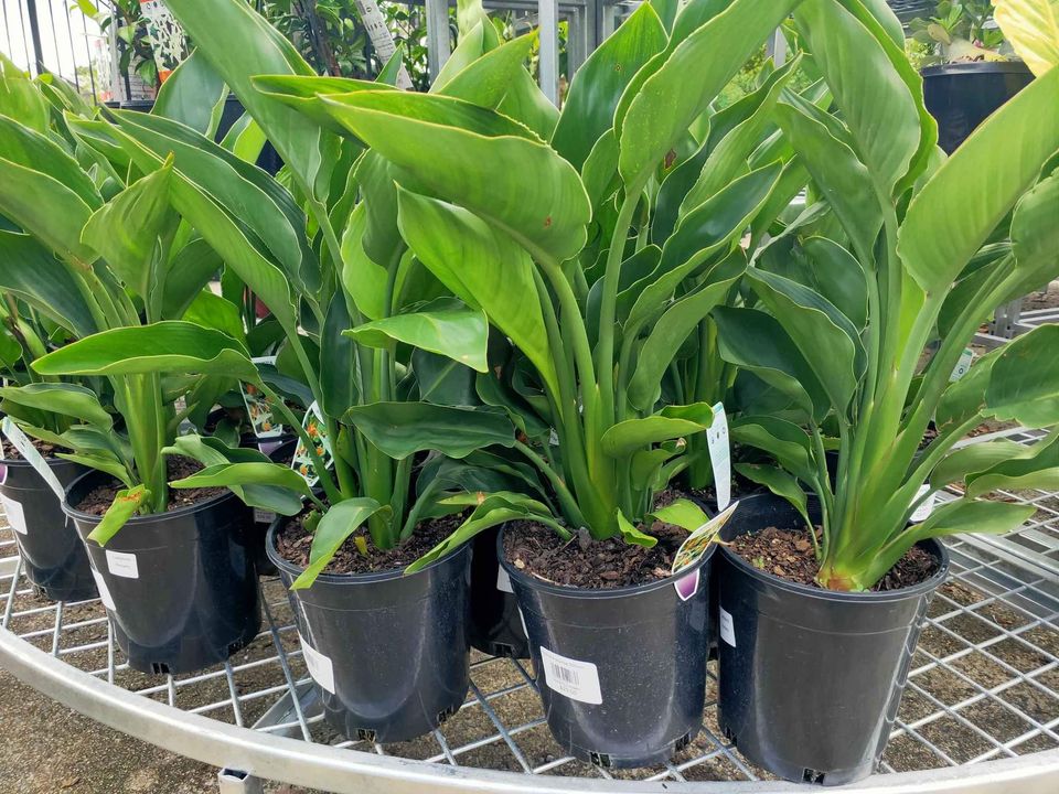 Bird of Paradise (Dwarf orange)