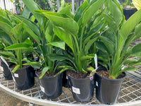 Bird of Paradise (Dwarf orange)