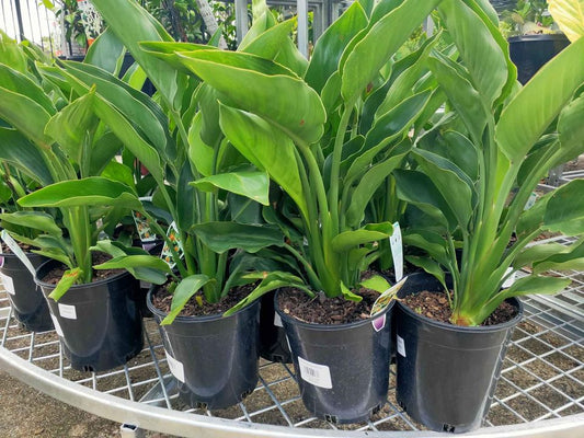 Bird of Paradise (Dwarf orange)