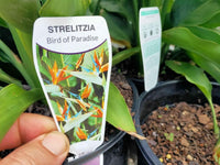 Bird of Paradise (Dwarf orange)