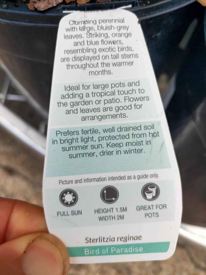 Bird of Paradise (Dwarf orange)