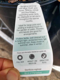 Bird of Paradise (Dwarf orange)