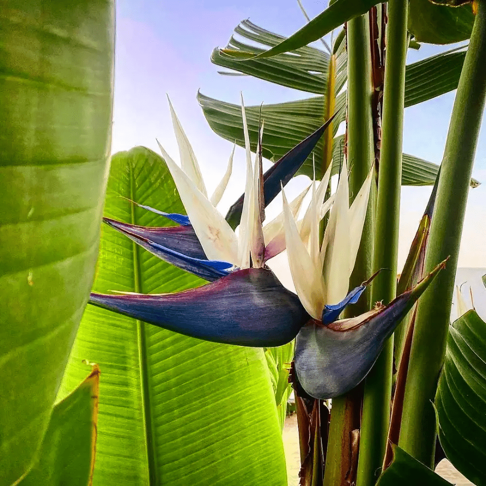 Bird of Paradise (Strelitzia nicolai) - Ladybird Nursery