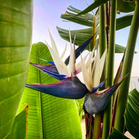 Bird of Paradise (Strelitzia nicolai) - Medium