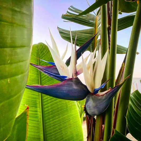 Bird of Paradise (Strelitzia nicolai) - Medium