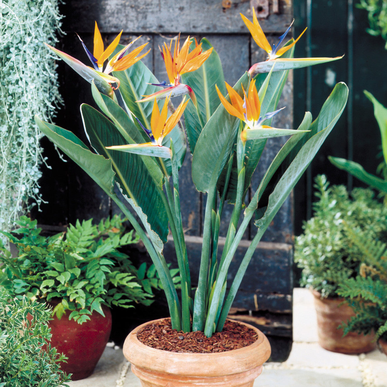 Bird of Paradise Multi planted (Strelitzia reginae)