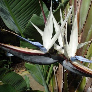 Bird of Paradise (Strelitzia nicolai) PICK UP ONLY - Ladybird Nursery