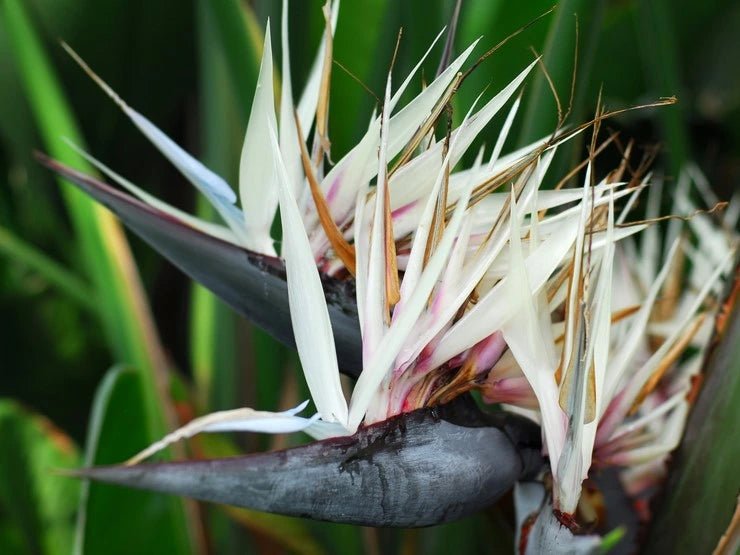 Bird of Paradise (Strelitzia nicolai) - Ladybird Nursery