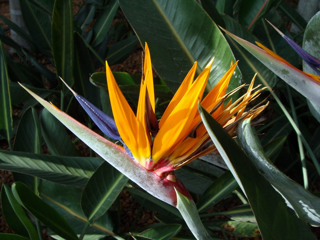 Bird of Paradise (Strelitzia reginae) - Ladybird Nursery