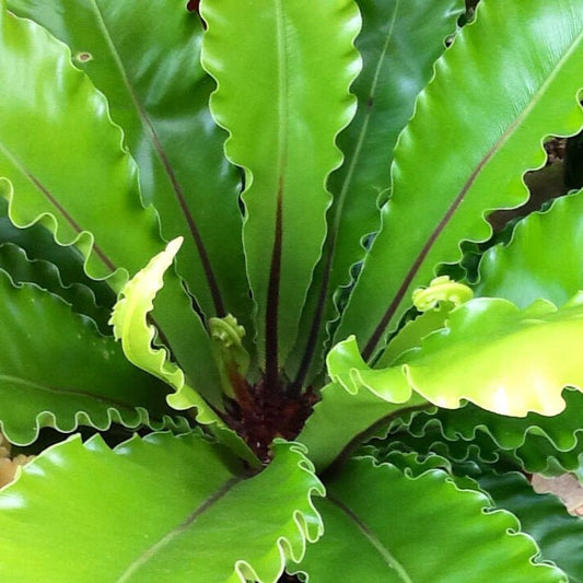 Bird's Nest Fern (Asplenium australasicum) - Large - Ladybird Nursery