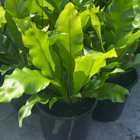 Bird's Nest Fern (Asplenium australasicum) - Large
